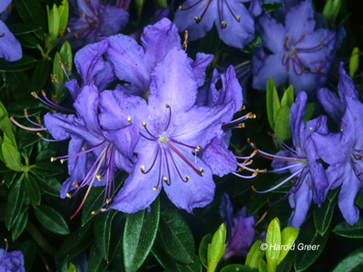 Rhododendron 'Blue Bird' | Rhododendrons (Hybrids & species)