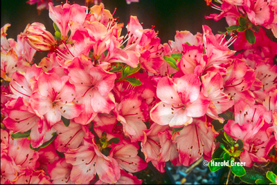 Azalea 'Bradley Jacob' | Evergreen Azaleas