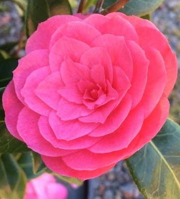 Camellia japonica 'April Kiss' | Deciduous & Evergreen Shrubs