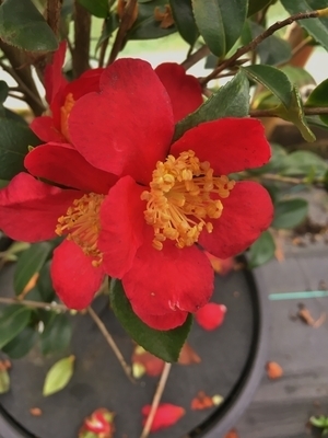 Camellia sasanqua 'Yuletide' | Deciduous & Evergreen Shrubs