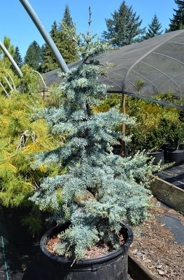 Cedrus atlantica 'Horstmann' | Conifers