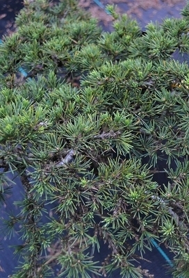 Cedrus libani 'Green Prince' | Conifers