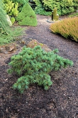 Cedrus libani 'Hedgehog' | Conifers