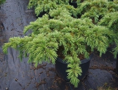 Cedrus libani 'Katere' | Standards