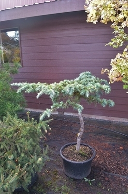 Cedrus libani 'Hedgehog' | Standards