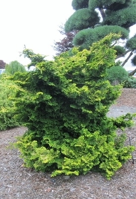 Chamaecyparis obtusa 'Golden Nymph' | Conifers