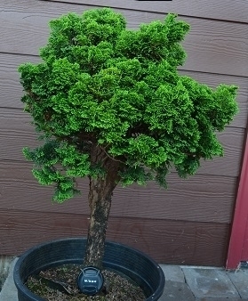 Chamaecyparis obtusa 'Juniperoides' | Standards