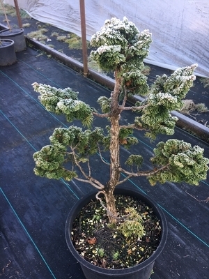 Chamaecyparis obtusa 'Kosteri' | Standards