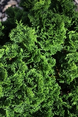 Chamaecyparis obtusa 'Nana' | Conifers