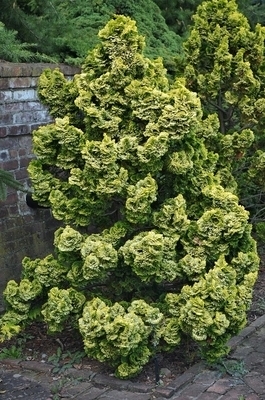 Chamaecyparis obtusa 'Nana Lutea' | Conifers