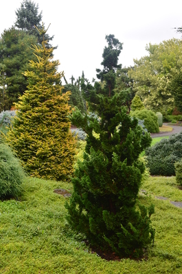 Chamaecyparis obtusa 'Thoweil' | Conifers