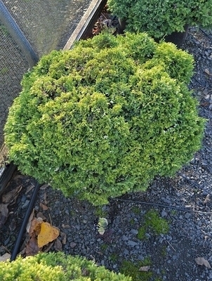 Chamaecyparis pisifera 'Minima Variegata' | Conifers