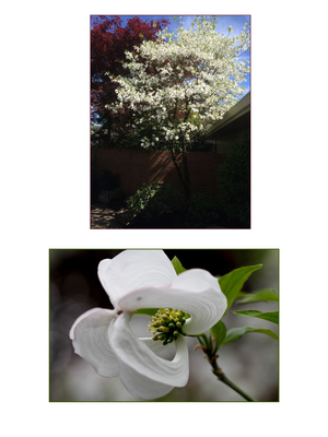 Cornus florida subsp. urbiniana (pringlei) | Japanese Maples, Ornamental Trees