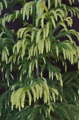 Cryptomeria japonica 'Sekkan' | Conifers