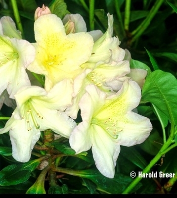 Rhododendron 'Dappled Dawn' | Rhododendrons (Hybrids & species)