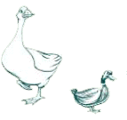Image Ducks & Geese