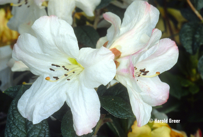 Rhododendron edgeworthii 'Darjeeling Jewel' | Rhododendrons (Hybrids & species)