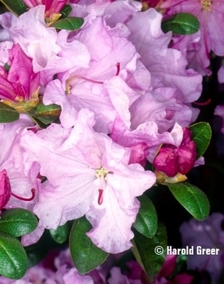 Rhododendron 'Emasculum' | Rhododendrons (Hybrids & species)