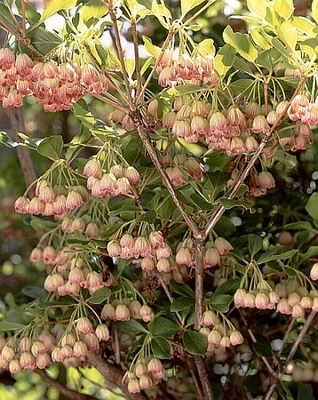 Enkianthus campanulatus | Deciduous & Evergreen Shrubs