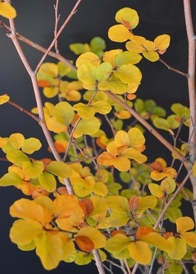 Fagus sylvatica 'Cochleata' | Japanese Maples, Ornamental Trees