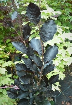Fagus sylvatica 'Dawyck Purple' | Japanese Maples, Ornamental Trees