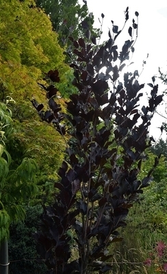 Fagus sylvatica 'Plaswijk' | Japanese Maples, Ornamental Trees