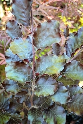 Fagus sylvatica 'Red Obelisk' | Japanese Maples, Ornamental Trees