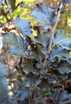 Fagus sylvatica 'Rohan Obelisk' | Japanese Maples, Ornamental Trees