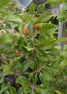 Fagus sylvatica 'Striata' | Japanese Maples, Ornamental Trees