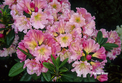 Rhododendron 'Gala' | Rhododendrons (Hybrids & species)