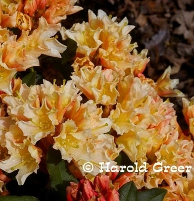 Rhododendron 'Glowing Gold' | Rhododendrons (Hybrids & species)