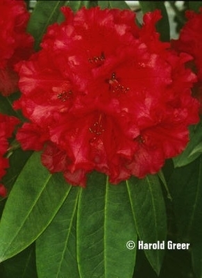 Rhododendron 'Grace Seabrook' | Rhododendrons (Hybrids & species)