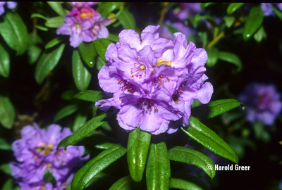 Rhododendron hippophaeoides var. hippophaeoides | Rhododendrons (Hybrids & species)