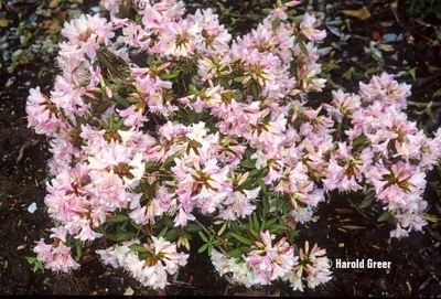 Rhododendron 'Honsu's Baby' | Rhododendrons (Hybrids & species)