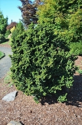 Ilex crenata 'Dwarf Pagoda' | Standards