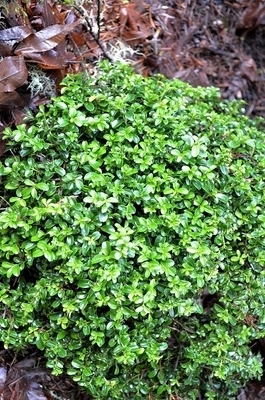 Buxus microphylla 'Kingsville' | Deciduous & Evergreen Shrubs