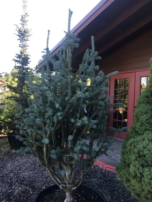 Picea engelmannia 'Hopper Saguaro' | Conifers