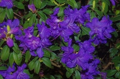 Rhododendron 'Blue Ridge' | Rhododendrons (Hybrids & species)