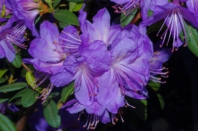Rhododendron 'Bluenose' | Rhododendrons (Hybrids & species)