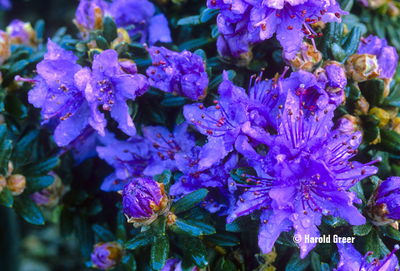 Rhododendron impeditum | Rhododendrons (Hybrids & species)