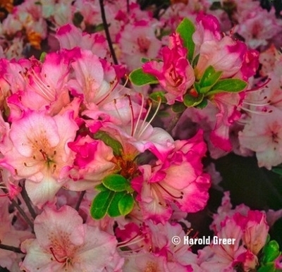 Azalea 'Jason Lee' | Evergreen Azaleas