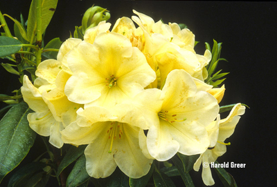 Rhododendron 'Karen Triplett' | Rhododendrons (Hybrids & species)
