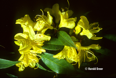 Rhododendron lutescens | Rhododendrons (Hybrids & species)