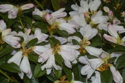 Rhododendron 'McNabii' | Rhododendrons (Hybrids & species)