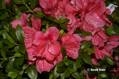 Rhododendron nakaharae 'Pink ES' | Rhododendrons (Hybrids & species)