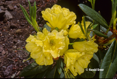 Rhododendron 'Nike' | Rhododendrons (Hybrids & species)