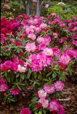 Rhododendron 'Noyo Brave' | Rhododendrons (Hybrids & species)