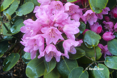 Rhododendron orbiculare | Rhododendrons (Hybrids & species)