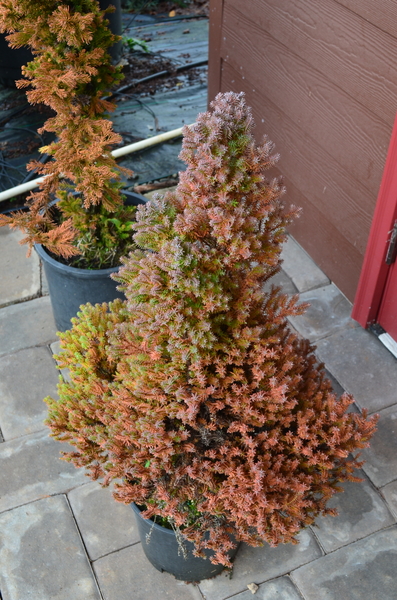 Chamaecyparis thyoides 'Red Star' | Conifers