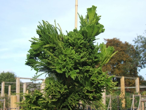 Cryptomeria japonica 'cristata | Conifers